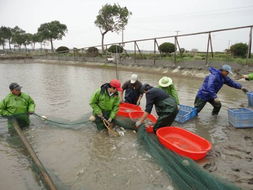 上海水产集团养殖公司奉贤养殖基地的特种鱼上市了